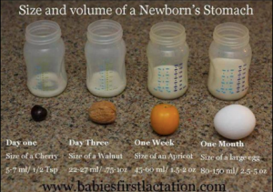 Size-and-volume-of-a-newborns-stomach